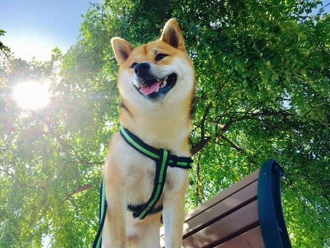 夏の柴犬