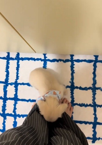 足に向き合う子犬