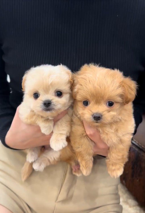 ブランちゃん＆チョコビちゃん