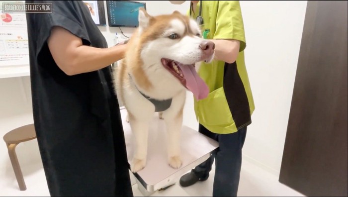 診察台に乗る茶色いハスキー犬