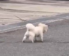 コンクリートの上を走る犬