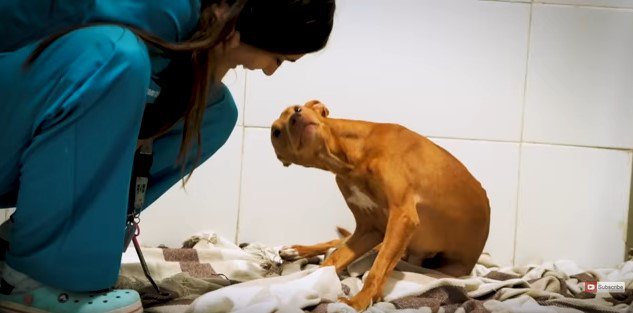 犬と看護師