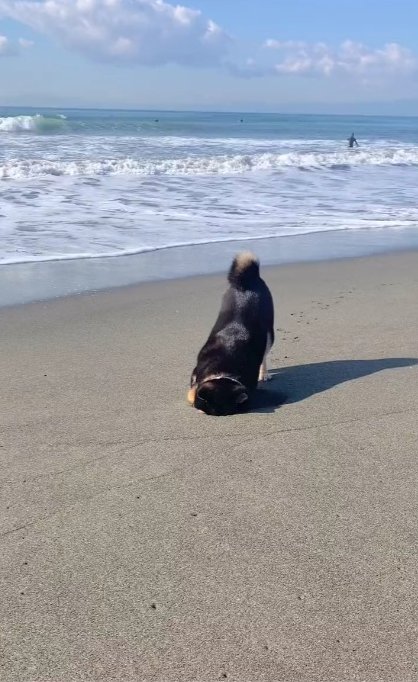 柴犬「さく」さん