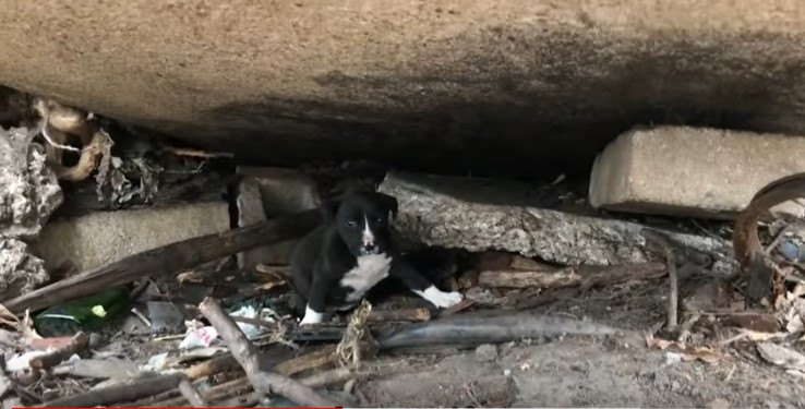 ；4番目の隠れている子犬