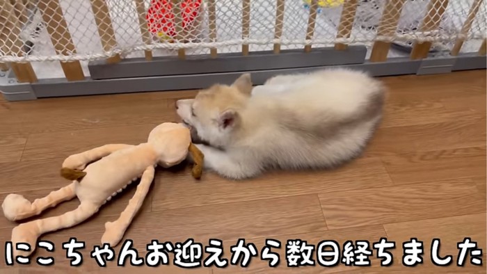 おもちゃをかじる子犬