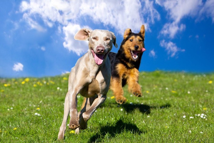 楽しそうに走っている犬