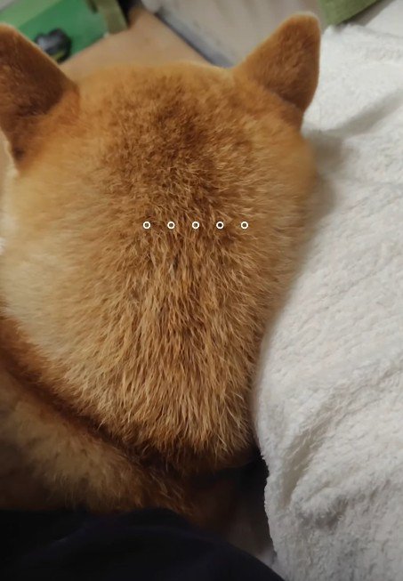 柴犬の後頭部♡
