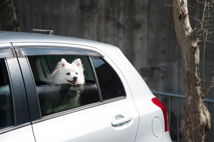 こちらを見つめる犬