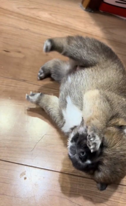 転んだ赤ちゃん犬