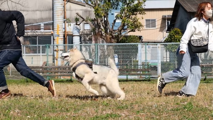 パパの後をついていく犬