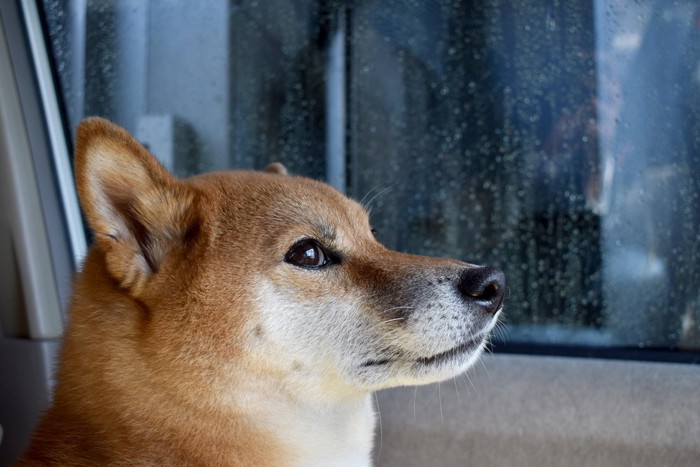 顔をこわばらせている柴犬