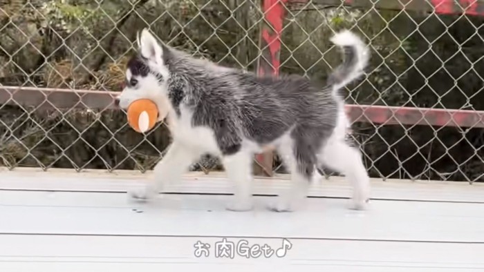 おもちゃをくわえて歩く子犬