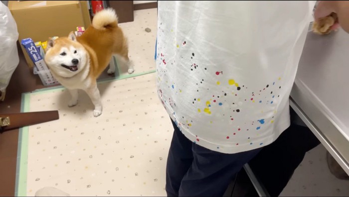 キッチンにいる飼い主を見つめる犬