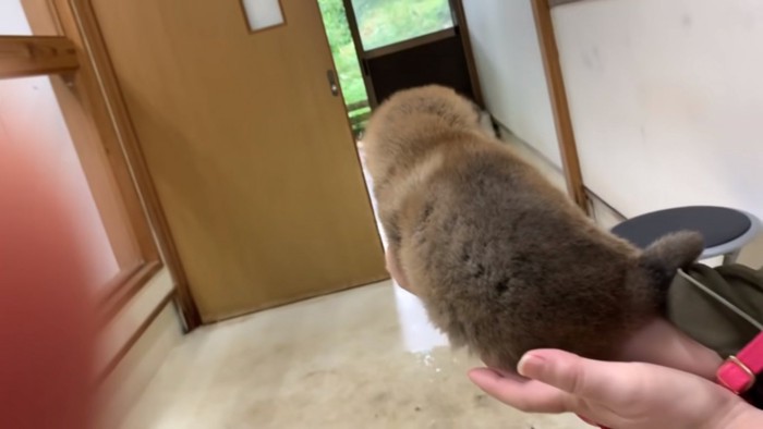 コロコロした後姿の柴犬