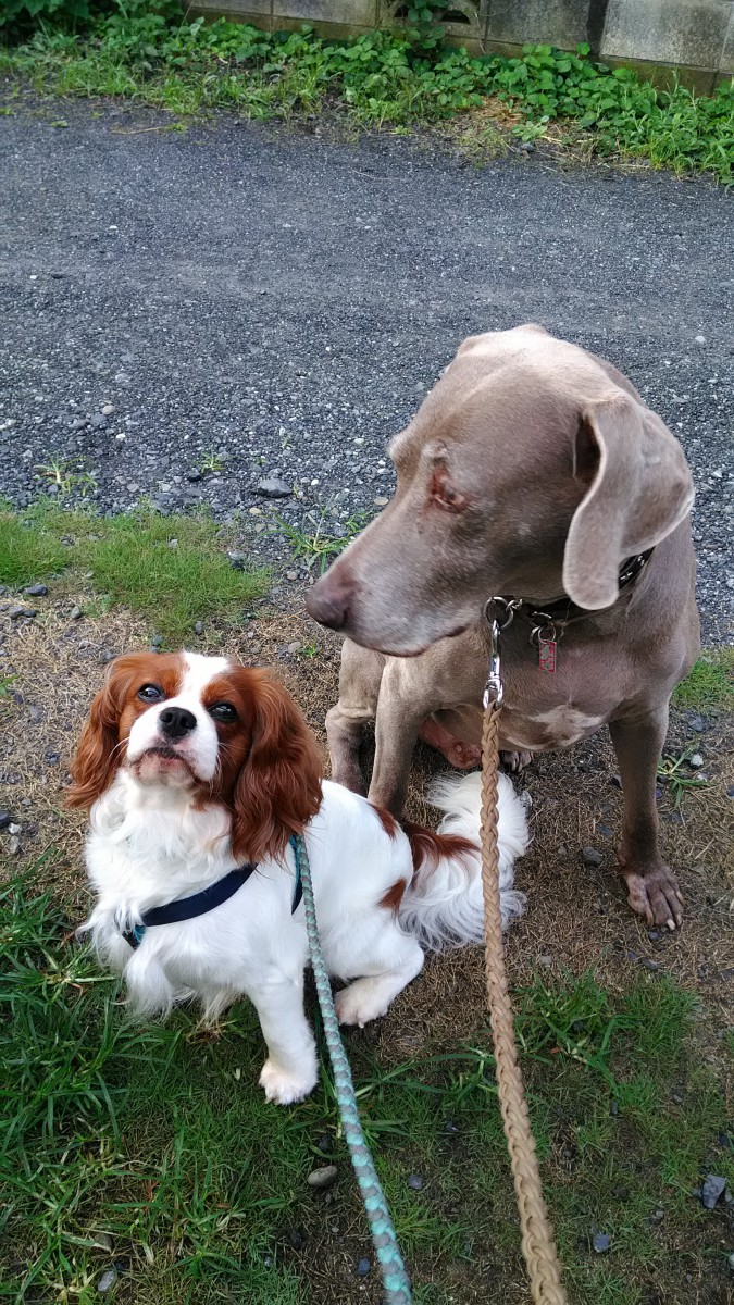 ミッキーと先住犬のキャバリア、レト