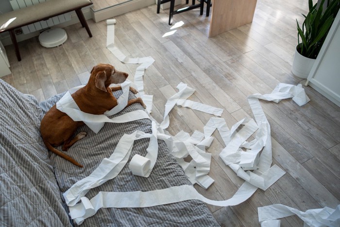 鼻をかむ女性を見る犬