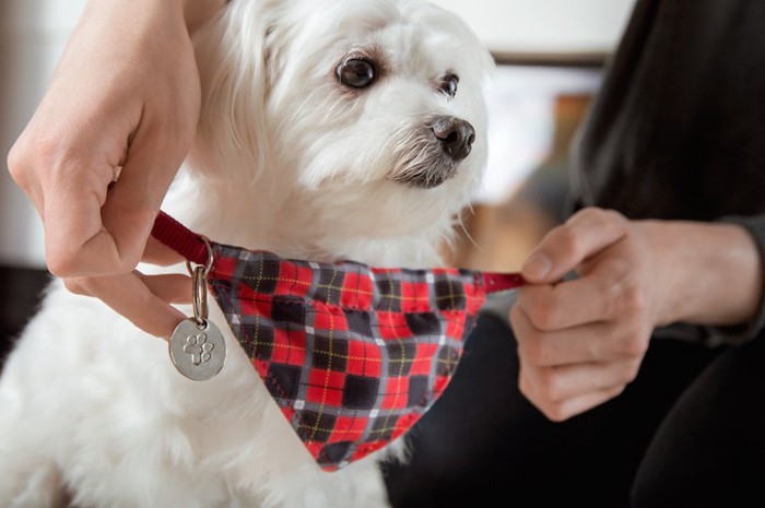 飼い主に首輪をつけられている犬