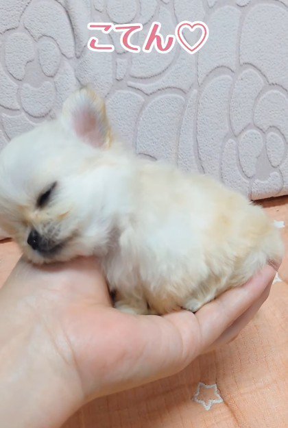 体重はなんと185g