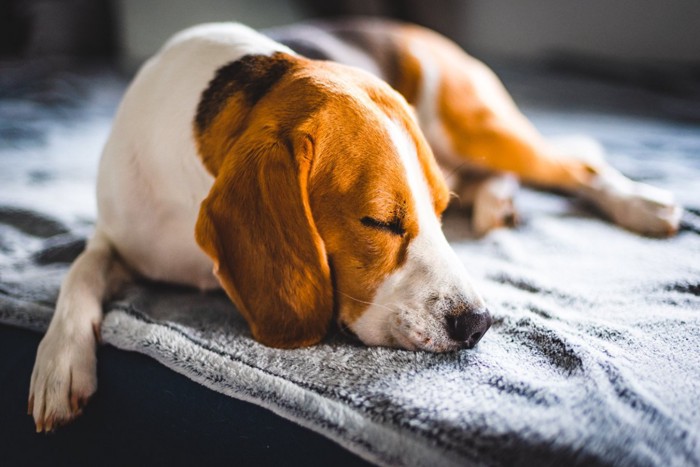 疲れたようにソファで眠る犬