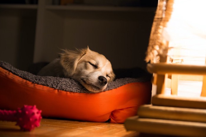 犬用のベッドで眠る子犬