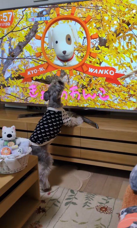 テレビに自分が出た時の風太くん2