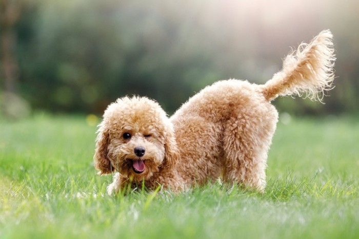 しっぽを突き出している犬