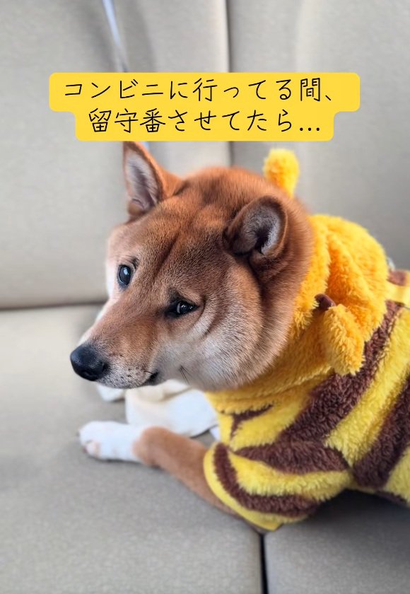 飼い主さんを見るこてつ君