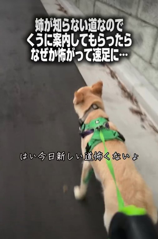 歩く犬