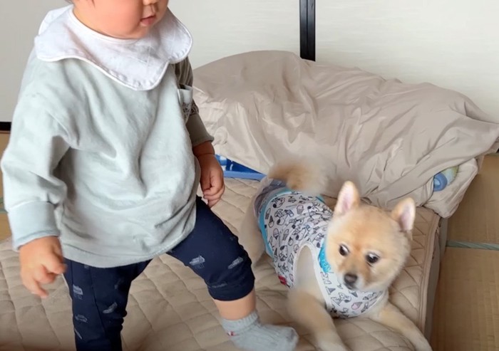 避ける犬