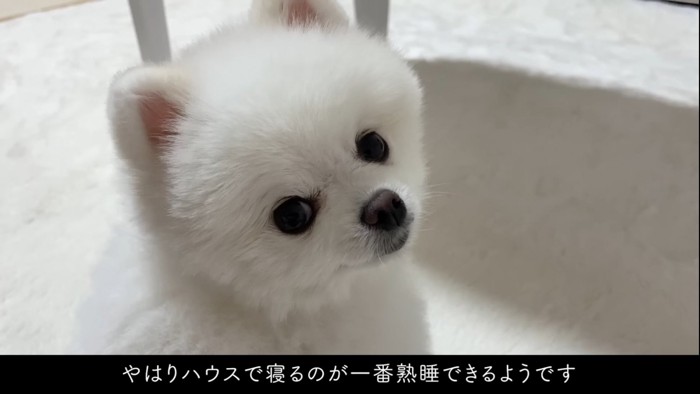 カメラ目線の犬