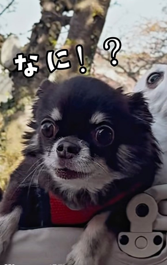 驚くこげまる君