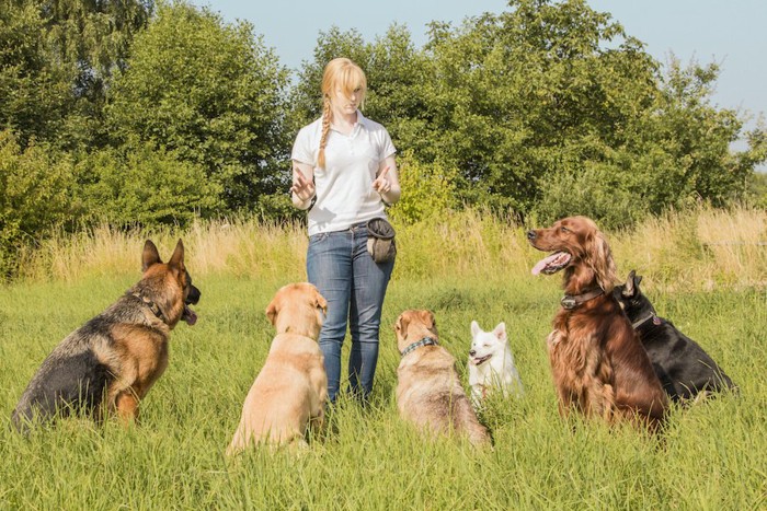 数頭の犬を訓練するドッグトレーナー