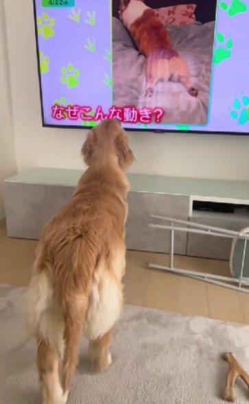 「えっ!その動きなに…?」