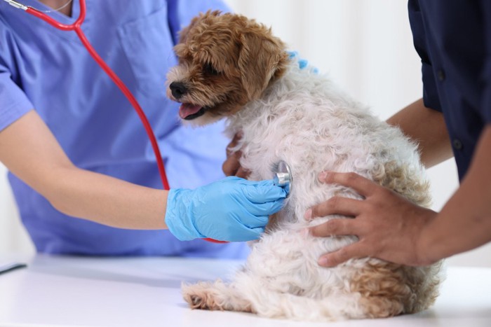 聴診を受ける犬