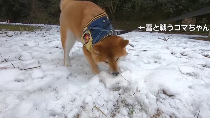 雪を掘ってみる