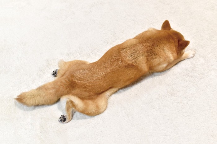 伸びる柴犬