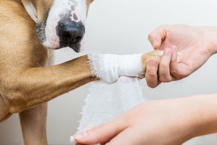 前足に包帯を巻かれる犬