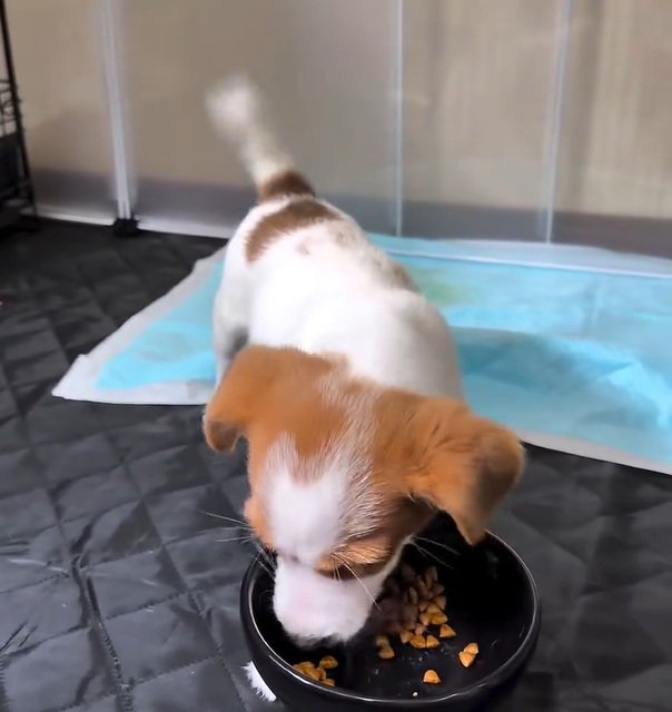 また食べ始める茶太郎くん