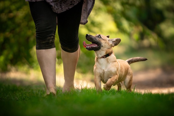 女性の足と横並びに歩く犬