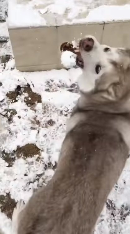 雪玉の大きさを確認するヴィヴィアンくん