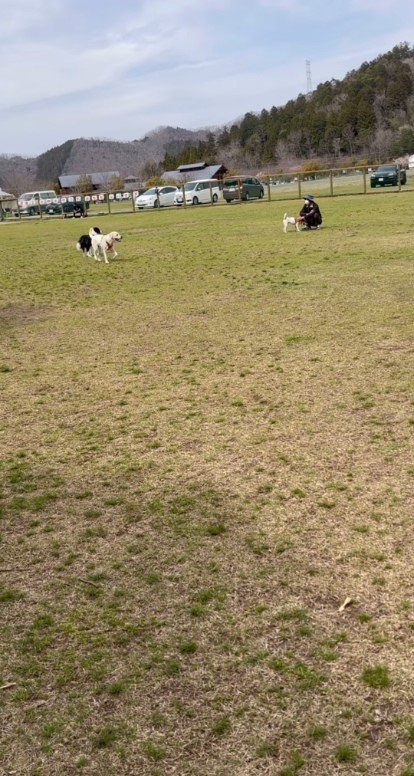 離れた場所にいる2匹の犬