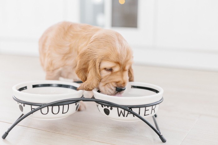 犬 ご飯食べない 水飲む