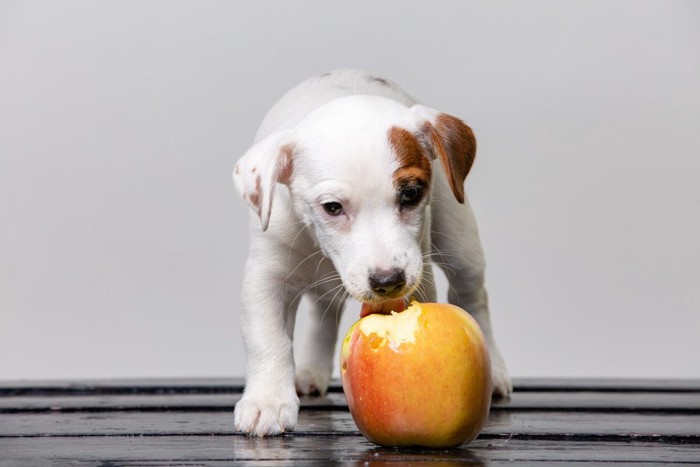 リンゴをかじる犬