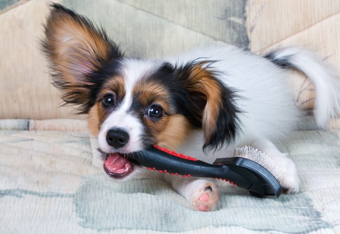 ブラシをくわえている犬