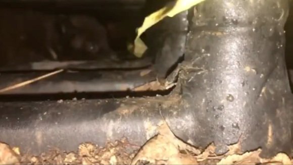 暗がりの奥にいる子犬