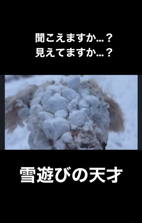 雪まみれのアロちゃん4