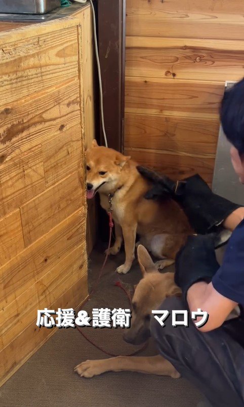 触ると咬む犬のリハビリ8