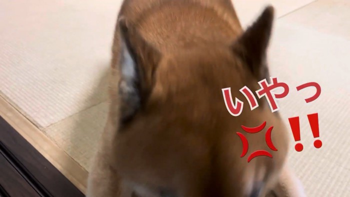 お散歩の誘いを拒絶!