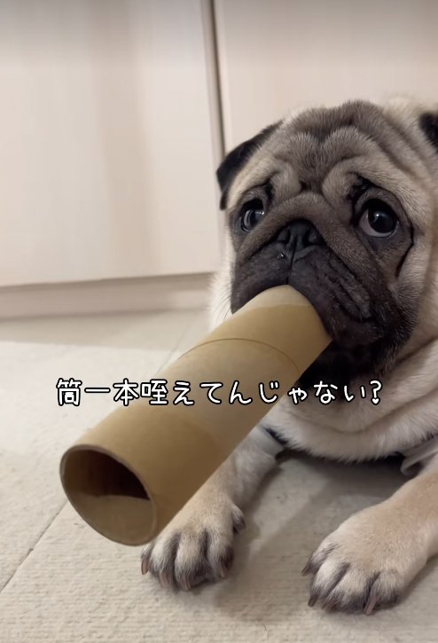 筒を咥えてドヤ顔の小型犬