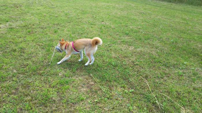 原っぱでボールをくわえる柴犬